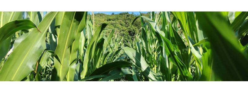 AGRI-REPORTAGE : MAÏS LBS3841